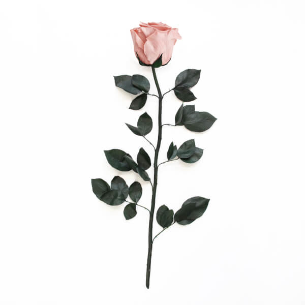 Long Stem Infinity Rose | Antique Pink | 1 Rose