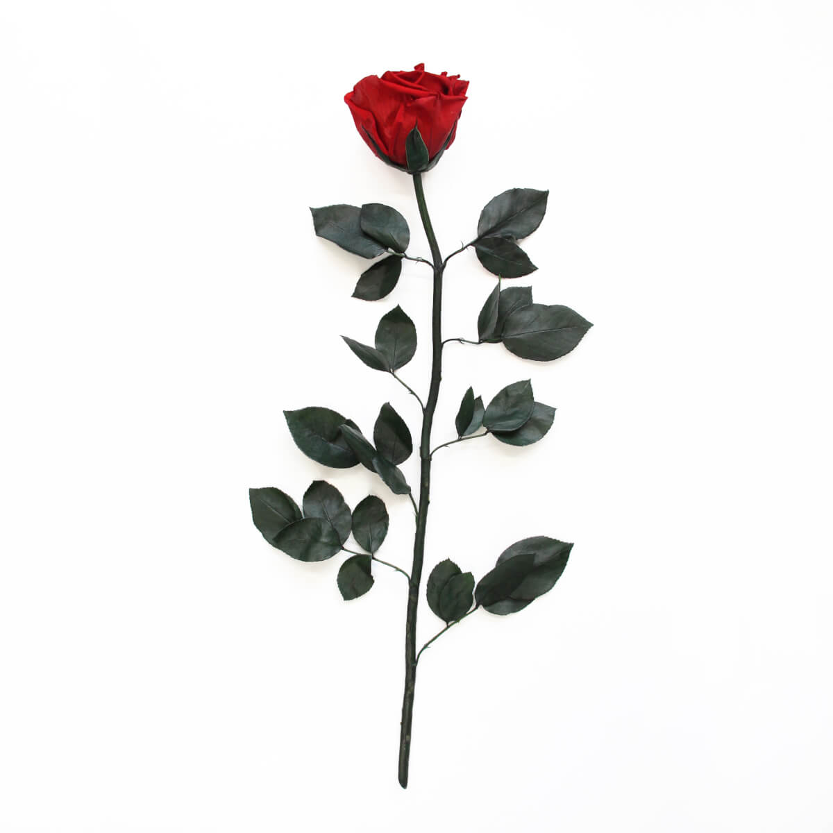 Mit einer Stiellänge von 50 cm verzaubern die Long Stem Infinity Roses in ihrer vollen Schönheit und eignen sich perfekt für jeden Anlass.