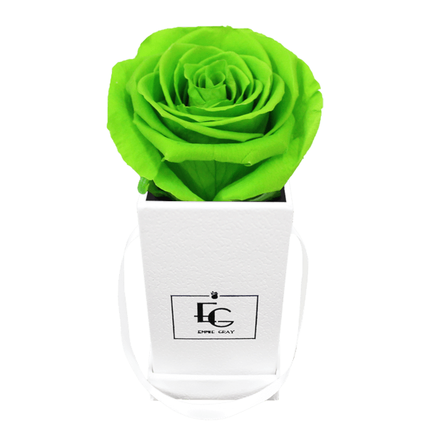 CLASSIC INFINITY ROSEBOX | GREEN GLOW | XXS